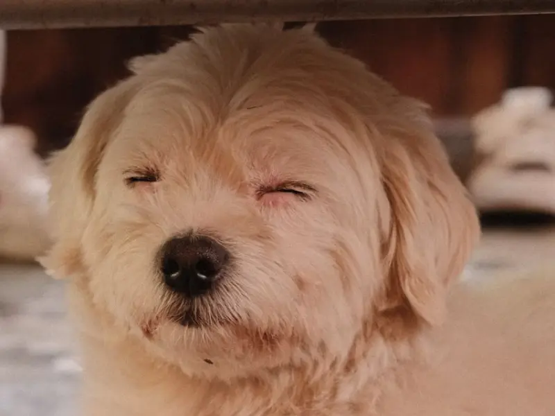Dog from Dalat