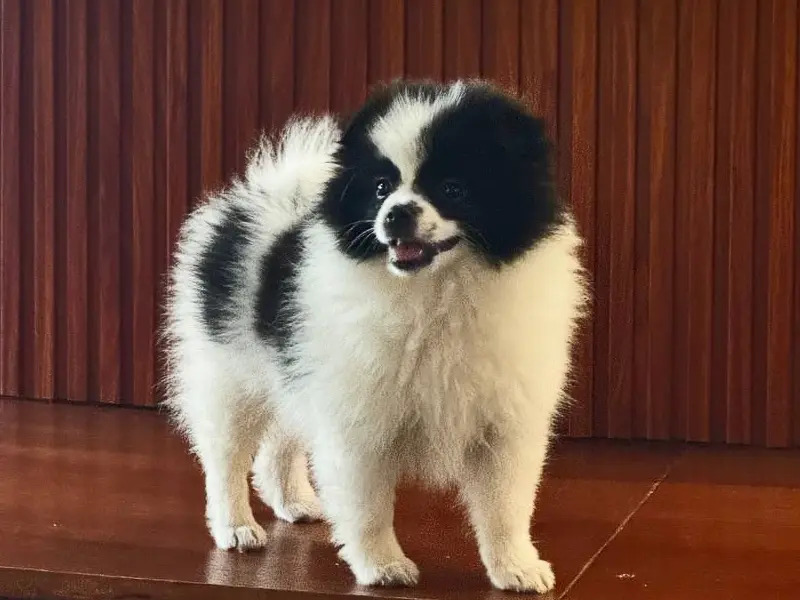 Dog from Da Nang